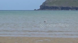 A very rare sighting of a Heron Wading  on the Camel estuary at Hawkers cove near Padstow today, Feeding on shell fish