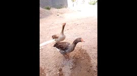 Angry male duck