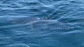 Whale Shark decides to come to the surface to say goodbye to the Divers at Phi Phi