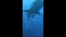 Beautiful whale shark appeared just above divers in the Similan Islands