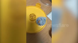 Rare bird which fell from a nest has been saved and hand-reared by students who fed it