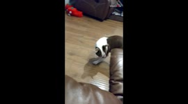 Curious dog is amazed to see its own shadow for the first time