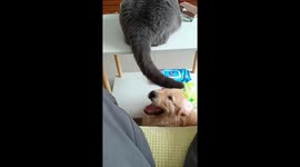 Whimsical encounters: when tails unite, paws collide!