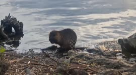 Cute or pesky critter: beaver-like Nutria forages on the banks of the Vltava River in Prague