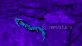 A Scorpion glows under UV light in a dockyard wall in Kent, UK