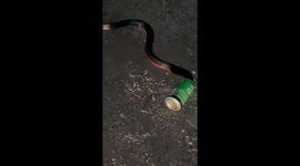Man Saves Snake Stuck in Can