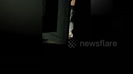 Cannibal monk arrested for killing more than 80 stray cats and EATING THEM