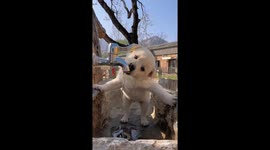 Thirsty tails: Golden Sun's refreshing faucet adventure