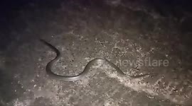Wild snake slinks across resident’s yard at night