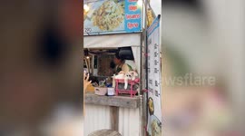 Cool cats wear sunglasses while sleeping in owner’s market stall