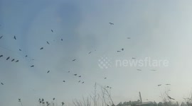A group of eagles found near a lake