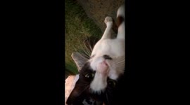 Egyptian soldier playing with a cat inside the camp