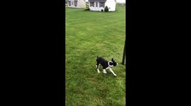 Boston Terrier Loves Playing Tetherball