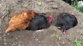 The three amigoes Peekaboo, Chickaletta and Uh-oh are our hens having their dirt bath in the garden