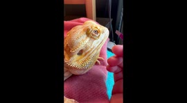Woman experiences Bearded Dragon's grumpy side as she assists with nose shedding