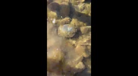 Guy Startled By Skeletonized Turtle