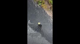 Woman finds tiniest turtle in drain before taking him home so he can grow stronger