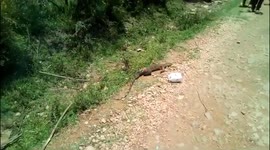 Giant Monitor Lizard (Nile Monitor Lizard) found in Bomet County and killed by residents.