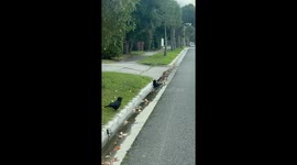 Getting ready for party