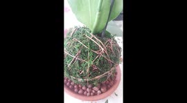 An absolute beautiful  kokedama orchid. Kokedama (Japanese for 