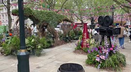 Spectacular floral installations at Chelsea and Belgravia in Bloom 2023 in London