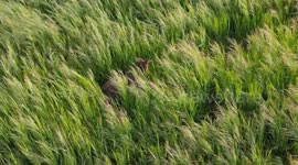 A young deer spotting by drone near to York England on a field with long grass close to an area called Hopgrove