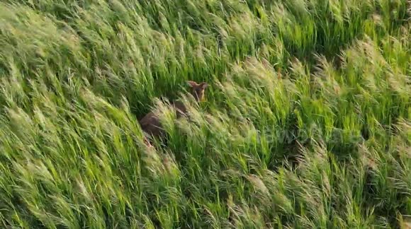 A young deer spotting by drone near to York England on a field with long grass close to an area called Hopgrove