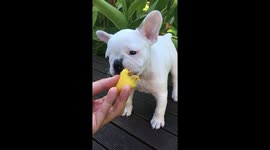 Watch this first puppy french bulldog reaction when he tries his first mango ever
