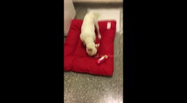 Look at this naughty puppy, steal a packet of cookies and eat it in his bed