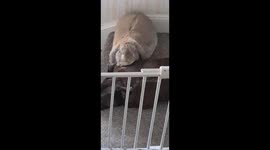 Bueno the Giant french lop rabbit grooming his brother tito the Staffordshire bull terrier