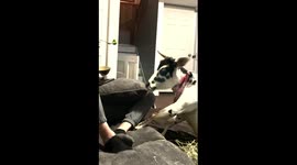 Disabled cow spoonfed dinner by 'airplane' like a spoiled princess toddler