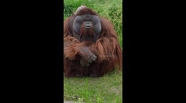 Orangutan seeks kisses every time he has visitors at wildlife park in Shanghai