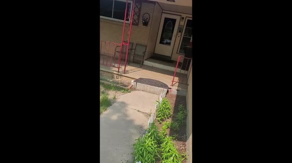 'Do you see that?!' Denver homeowner discovers hundreds of moths have invaded their decorations