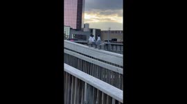 Mean Gulls Betray Their Feathered Friend