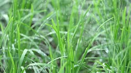 The Farmer Uses A Sprinkler System To Water The Leeks In Nanning, China