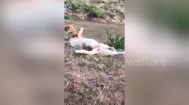 Two playful pet dogs slide on their tummies down grassy bank