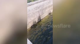 Wild snake swims with frogs in canal without eating them