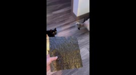 Cats Crunching A Seaweed Snack