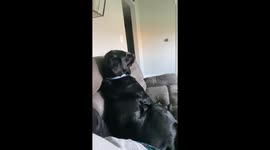 Dog Throws A Temper Tantrum