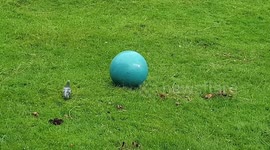 Pet Sheep Plays With Exercise Ball