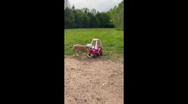 Dog Pulls Kid in Plastic Car