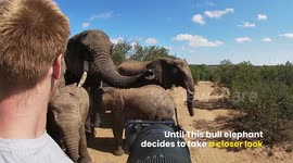 Photographers vs Wild Animals