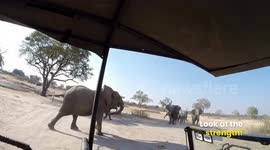 Scary Elephants Charging