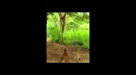 Animal fun with each other