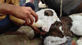 The cow gave birth to a wonderful calf, which has four eyes, four tongues and two faces, people started worshiping it as an incarnation of God.