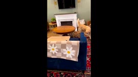 Adorable chaos: Millie the dog evades persistent cubs in hilarious morning escape