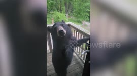 Wild baby bear knocking on resident's door leaves when owner yells 'go away'