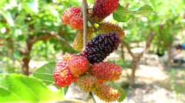 Ripe Mulberries Plantation In Tengzhou, China