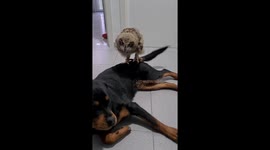 Unlikely playmates: Dog and owl have become inseparable