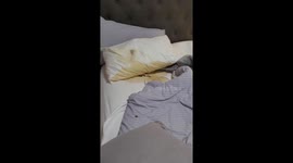 Possum Parties In Bed As Houseguests Sleep